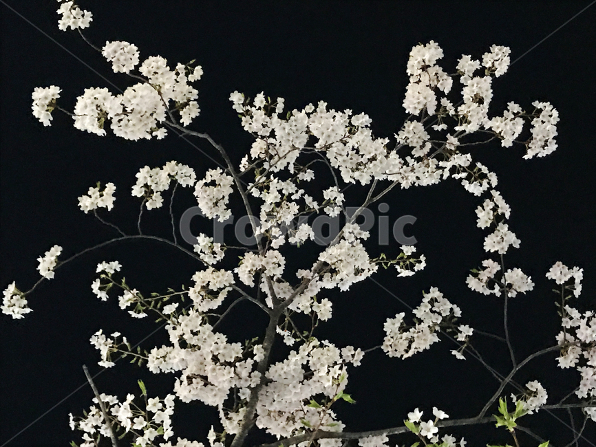 봄,벚꽃,밤,밤벚꽃,벚꽃축제,꽃놀이,나들이,꽃,봄,계절,spring,season,식물,자연,plants,nature,꽃,flower,plant,cherry blossom,blossom