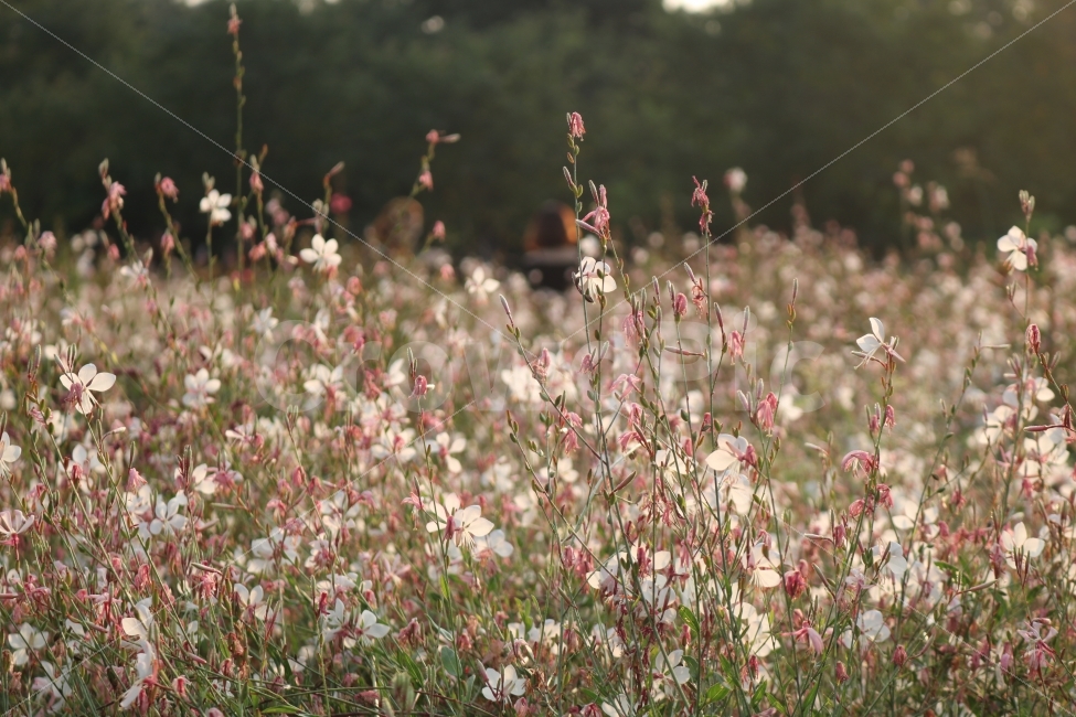 자연,힐링,꽃,식물,감성,식물,자연,plants,nature,꽃,flower,감성,sensible,feeling