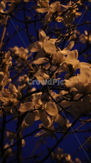 봄,개화,목련,저녁,밤,봄,계절,spring,season,야경,밤,풍경,nightscape,night,landscape,꽃,flower,plant,식물,leaf,잎