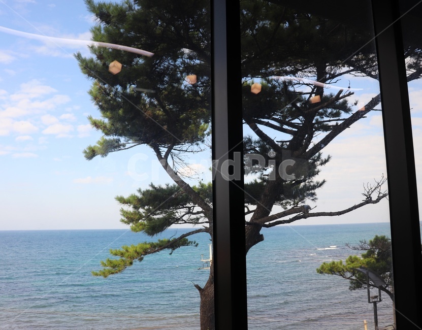 tree,나무,plant,식물,grass,창문,window,조명,바다,sea,ocean,view