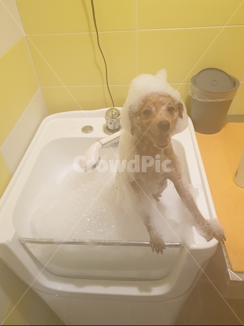 푸들,강아지,목욕,거품,버블,동물,animal,포유류,mammal,개,강아지,dog,doggy