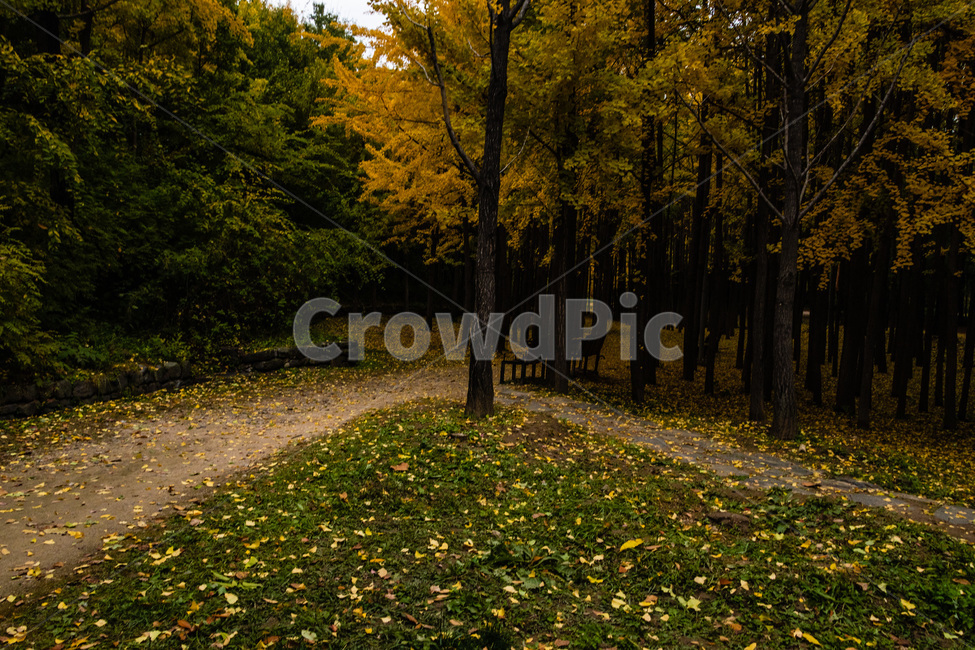 은행,은행나무,은행나무숲,은행잎,은행숲,가을,계절,fall,autumn,season,자연,풍경,nature,landscape,plant,식물