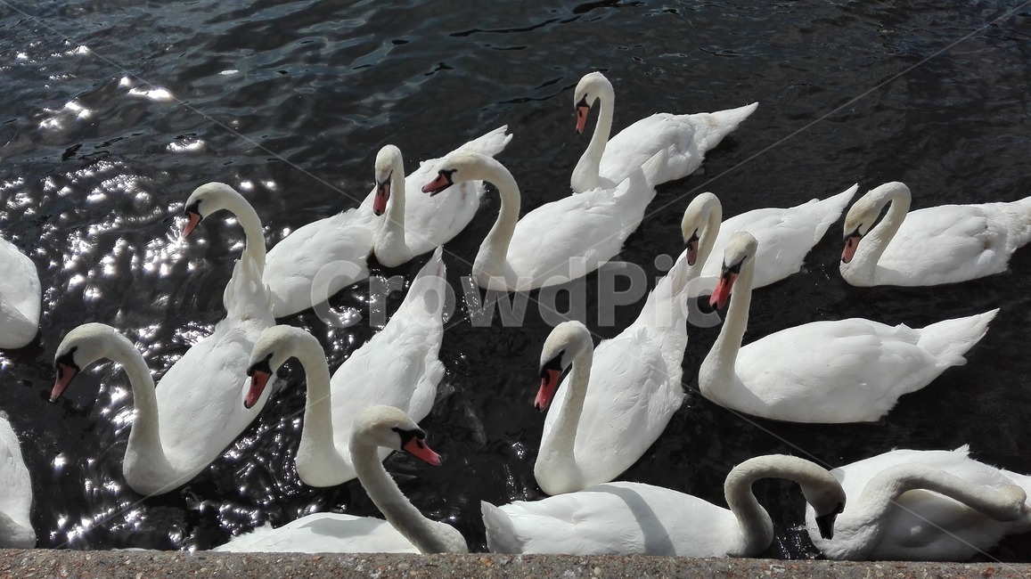 whiteswan,swan,afternoon,백조,오후