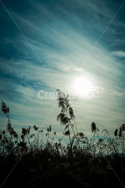 초겨울,오후,갈대,해,들판,풍경,하늘,식물,자연,plants,nature