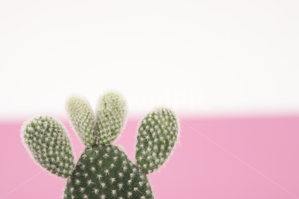 선인장,플랜테리어,다육식물,식물,인테리어,다육,가시,화분,오브젝트,열대식물,배경,백그라운드,그린,녹색,클로즈업,자라다,성장,보태니컬,데코,데코레이션,물주기,사막식물,반려식물,분갈이,공기정화,수경재배,소확행,아열대식물,다육이,백도선,핑크,분홍색,가드닝,가든,정원,화이트,흰색,식물,자연,plants,nature,실내용화초,화분,화초,house plant