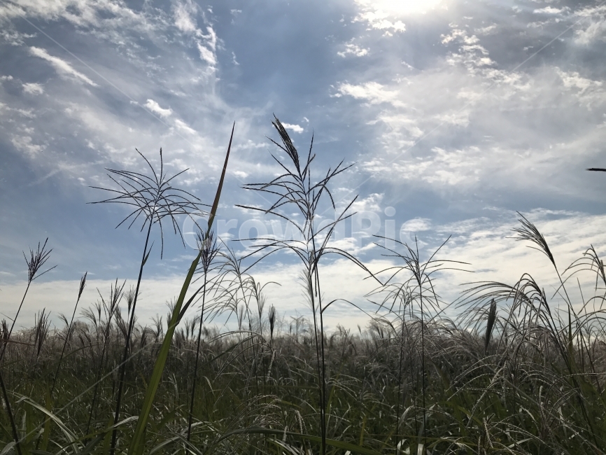 하늘,구름,갈대,갈대숲,바람,여유,맑은날,풍경,배경,갈대밭,Sky,Cloud,자연,풍경,nature,landscape,식물,plants,grass,잔디,plant