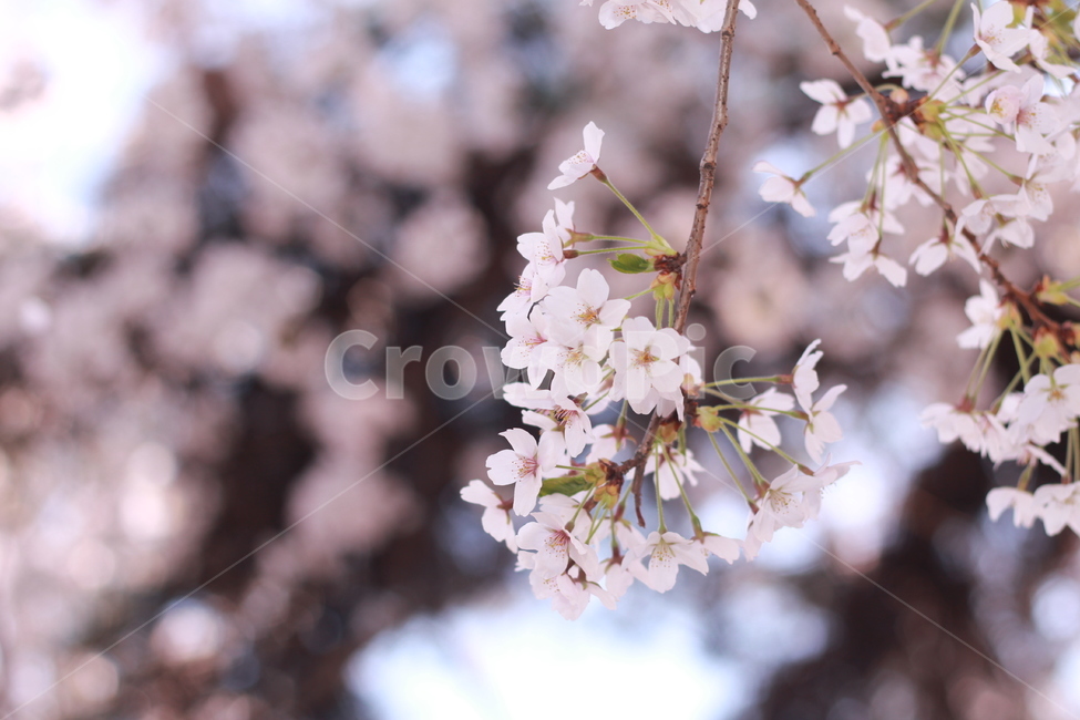 꽃,봄꽃,식물,flower,plants,봄,계절,spring,season,식물,자연,plants,nature,꽃,flower,plant,blossom,cherry blossom,벚꽃