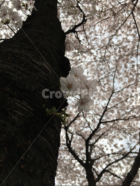 plant,tree,나무줄기,벚꽃,cherryblossom,식물,나무