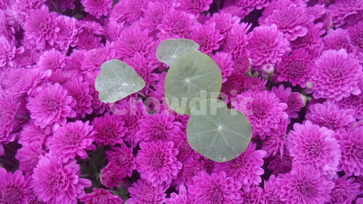 국화,다년생초본식물,오상고절,관상식물,소국,원예용식물,가국,식물,자연,plants,nature,꽃,flower