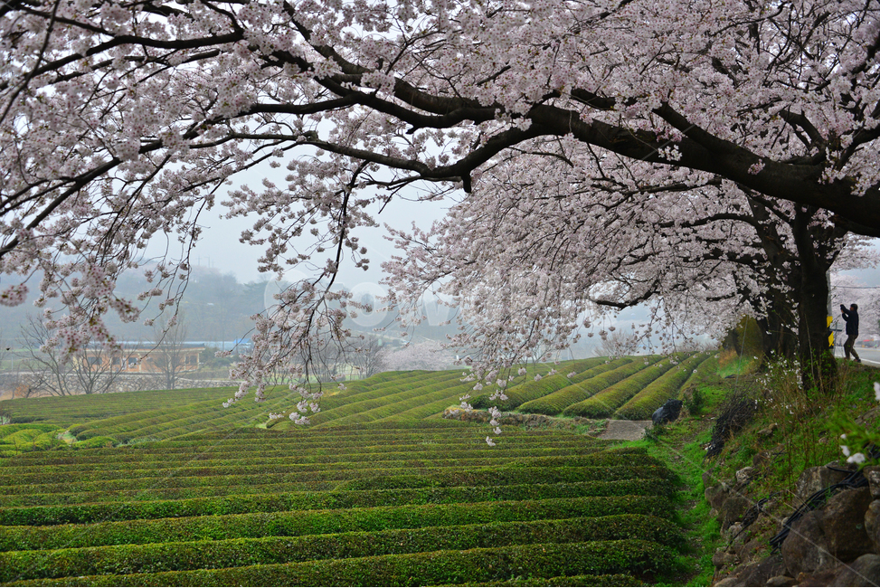 human,인간,person,사람,nature,자연,weather,날씨,outdoors,옥외,plant,식물,경치,경관,풍경,경남,하동,섬진강변,벚꽃길,화개십리벚꽃길,봄,계절,녹차밭,녹차잎,다원