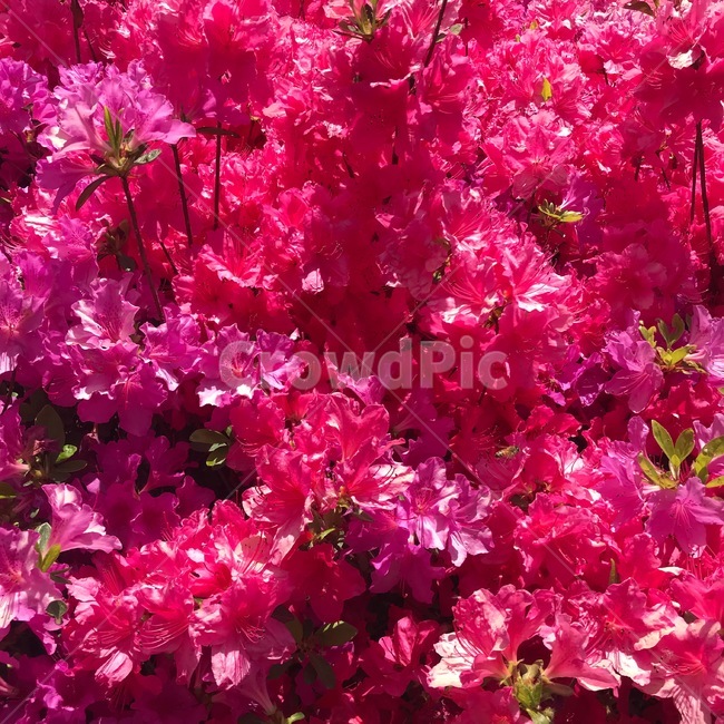 식물,봄꽃,flower,springflower,spring,철쭉,분홍색,봄,꽃