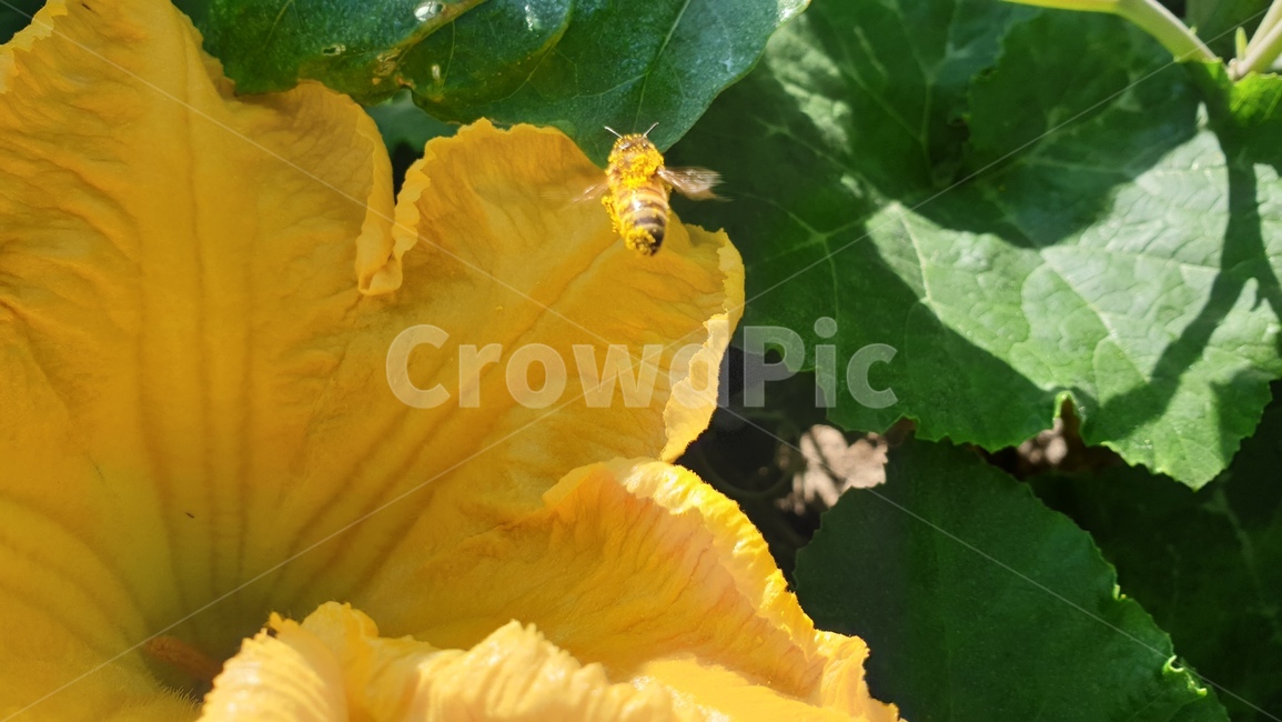 꿀벌,bee,pumpkinflower,호박꽃,야생화