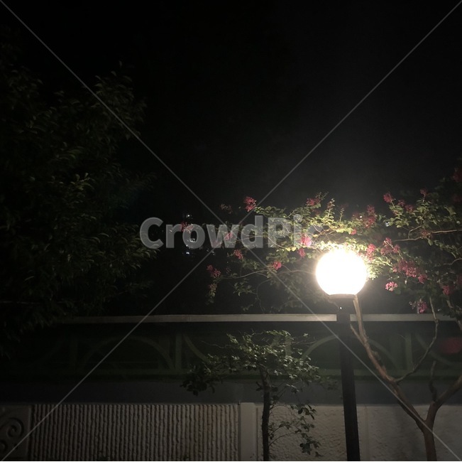 어둠,밤,꽃,flower,가로등,감성,night,나무,자연,풍경,nature,landscape,야경,밤,nightscape,night,light,빛,flare,플레어
