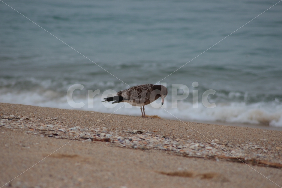 갈매기,바다,해변,조류,새,동물,gull,모래사장,해변가,바닷가,자연,한마리,해변,바다,beach,sea,동물,animal,조류,새,birds