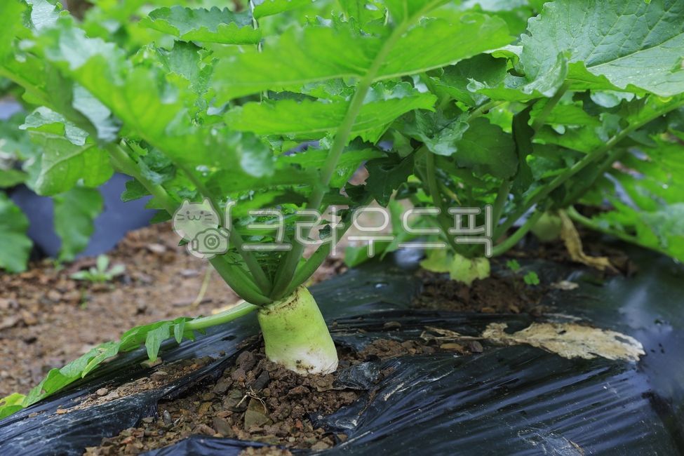 무, 무우, radish, 채소, vegetable, 사진,이미지,일러스트,캘리그라피 - 고운경작가