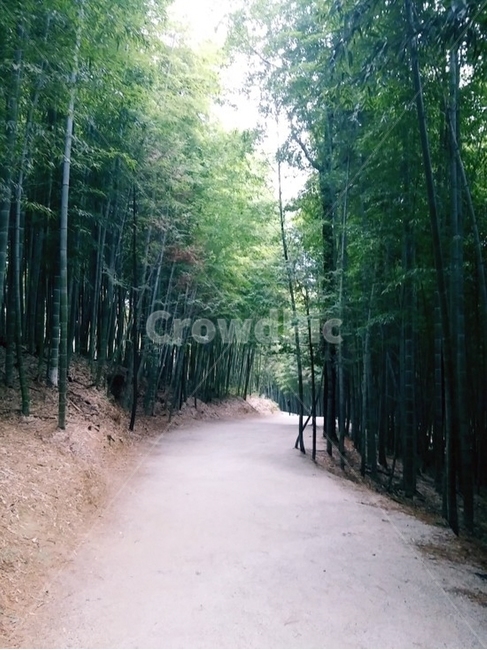 담양,죽녹원,겨울,대나무,나무,푸르른,길,계절