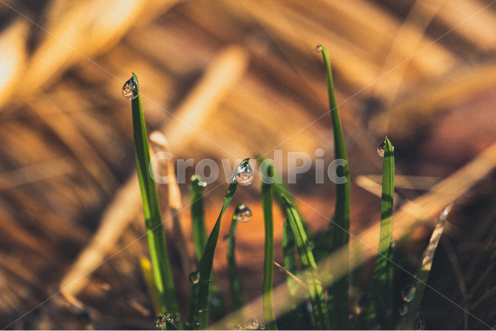 작은물방울,droplet,이슬,풀,접사,macro,dew,dewdrop,아침이슬,잔디,식물,자연,plants,nature