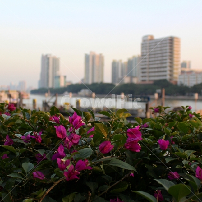 꽃,꽃사진,풍경,풍경사진,flower,식물,자연,plants,nature,꽃,flower