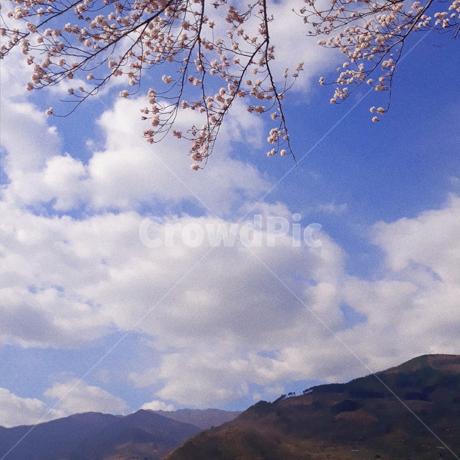 벚꽃,봄,하늘,구름,산,일상,꽃,배경화면,자연,풍경,nature,landscape