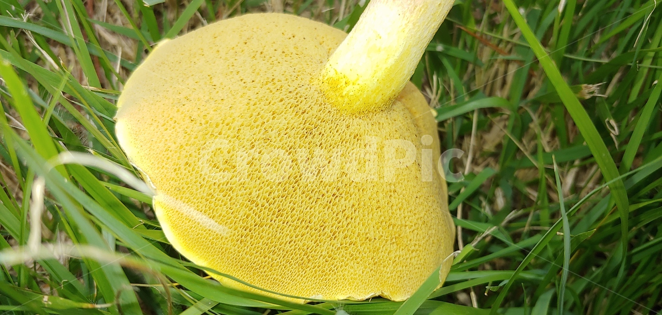 버섯,노란색,버섯뒷면,자연,잔듸,녹색,황금빛,계절,버섯,mushroom