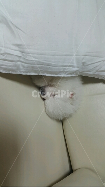 강아지,아기강아지,댕댕이,귀여움,새끼강아지,포메,폼피츠,포메라니안,화이트포메