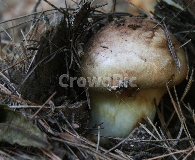 송이,균류,송이버섯과,송심,송화심,야생버섯,식용버섯,버섯,mushroom