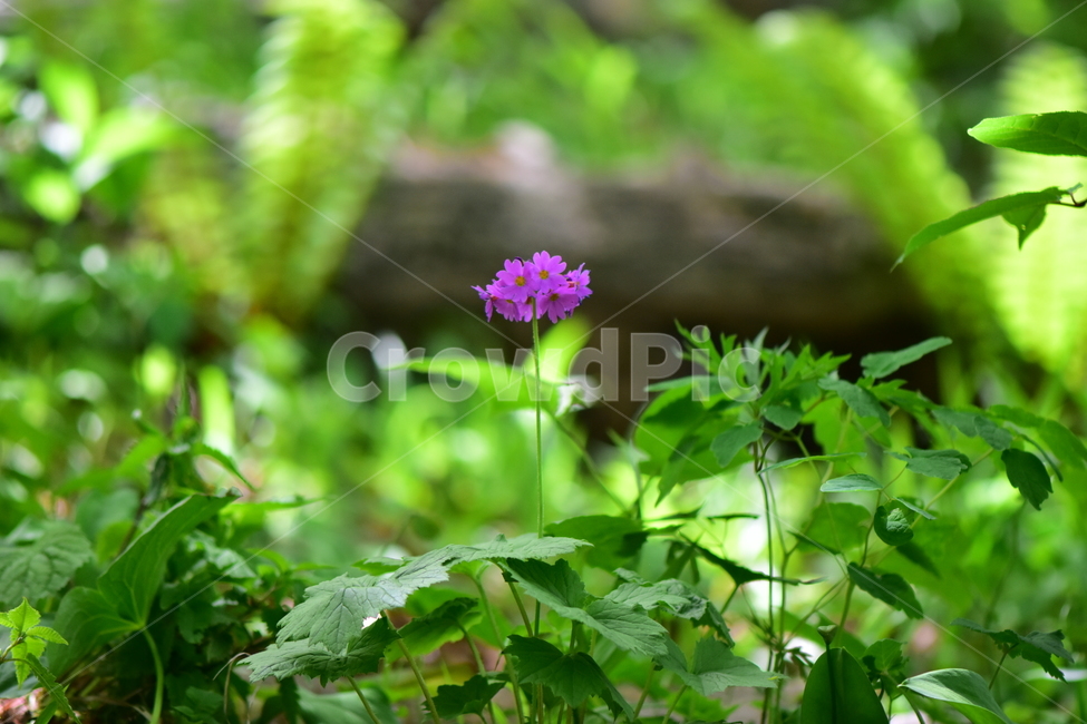 큰앵초,야생화,생태,식물,꽃,자연,힐링,플라워,wildflower,flower,plants,nature,season,감성,느낌,emotion,feeling,초본
