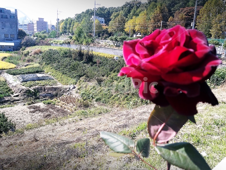 장미,꽃,rose,flower,blossom
