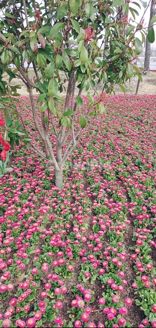 plant,식물,꽃,정원,봄
