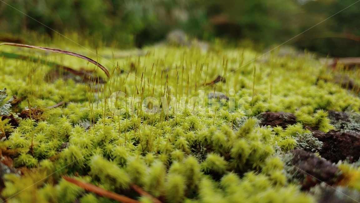 이끼숲,moss,freshmossforest,이끼,grassgreen,viridity,vert,이끼생태,자연,nature,feshcolor,naturalenvironment,naturalbeauty,식물,자연,plants,nature