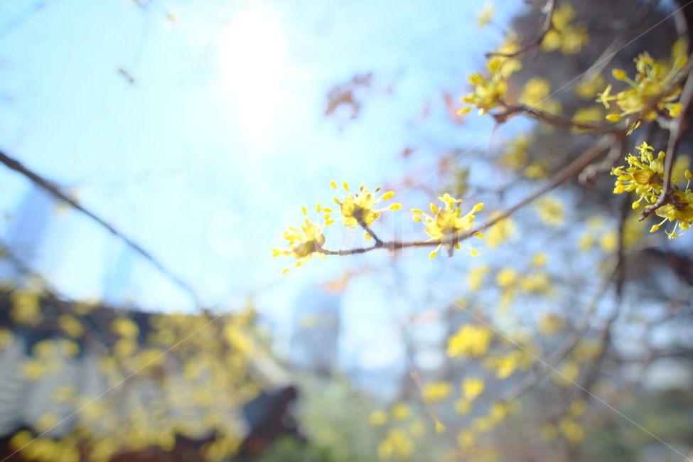 plant,식물,blossom,flower,꽃,산수유,봄,계절,spring,season