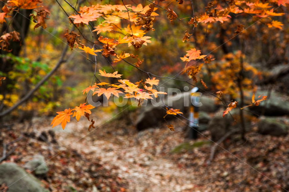 단풍,가을,경주,잎,나무,가을,계절,fall,autumn,season,자연,풍경,nature,landscape