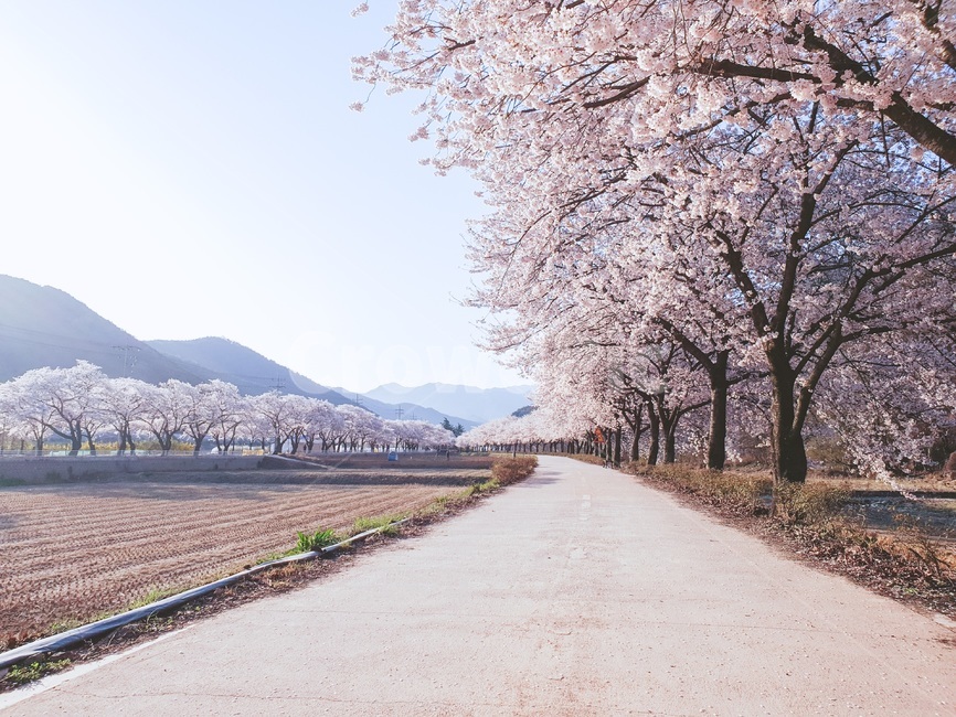 자연풍경,벚꽃,벚꽃길,길,하늘,나무,풍경,산,아름다움,꽃,꽃길,산책,봄,계절,봄,계절,spring,season,자연,풍경,nature,landscape,plant,식물