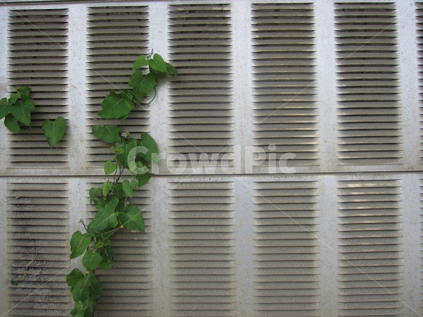 담벼락,담,벽,담쟁이,덩굴,식물,잎사귀,leaf,ivy,잎,담쟁이덩굴,자연,회색,초록,식물,자연,plants,nature,건축물,건물외관,exterior,building,structure,architecture,construction