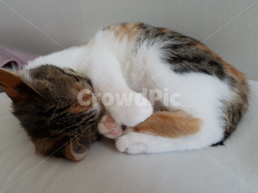 고양이,코숏,삼색이,고양이자는모습,새끼고양이