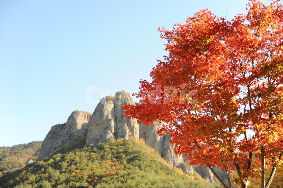 식물,나무,잎,단풍,내장산,가을,계절,fall,autumn,season,자연,풍경,nature,landscape