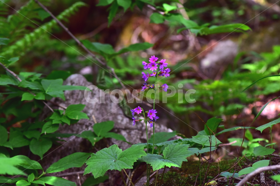 큰앵초,야생화,생태,식물,꽃,자연,힐링,플라워,wildflower,flower,plants,nature,season,감성,느낌,emotion,feeling,초본