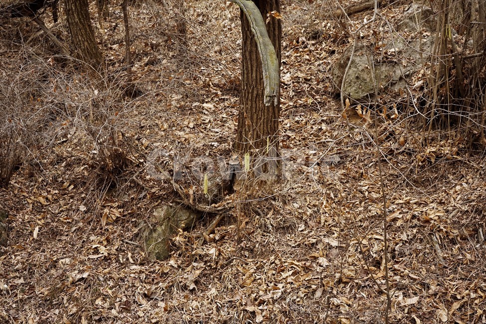나무,자연,식물,초봄,낙엽,나무가지,landscape,nature,trees,desolation,solitary,fallenleaves,brown,branches,개암나무,꽃,자연,풍경,nature,landscape,ground,바닥,dirt road,흙길,road,도로,gravel,자갈