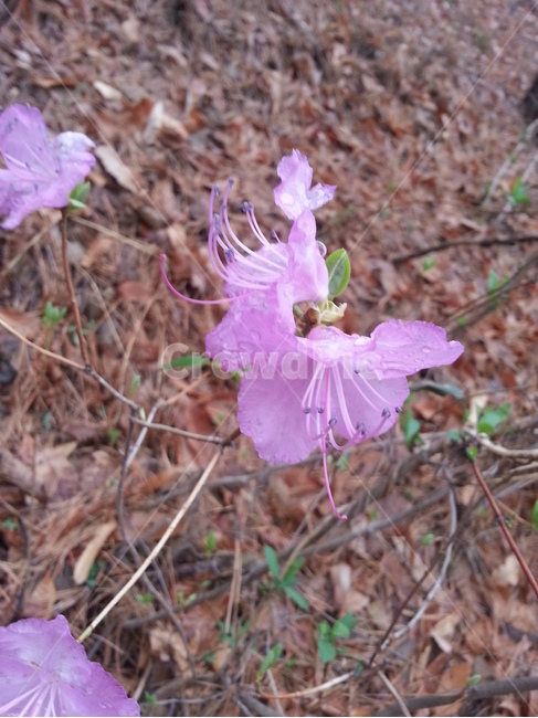 들꽃,야생화,화분,봄,여름