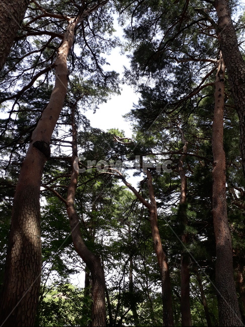 소나무,숲,자연,경치,pinetrees,forest,nature