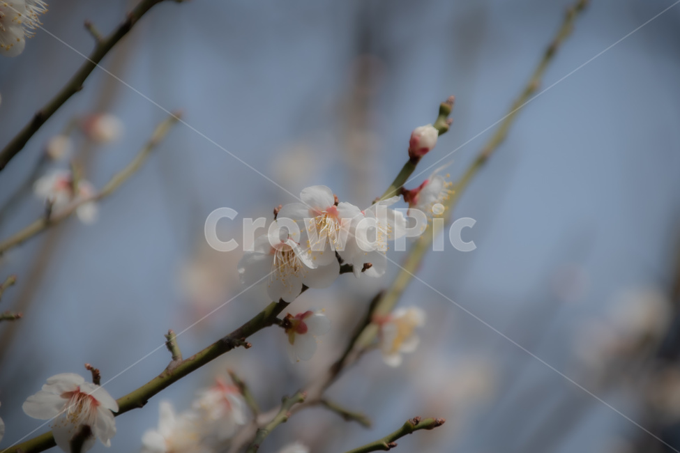 꽃,매화,flower,식물,봄