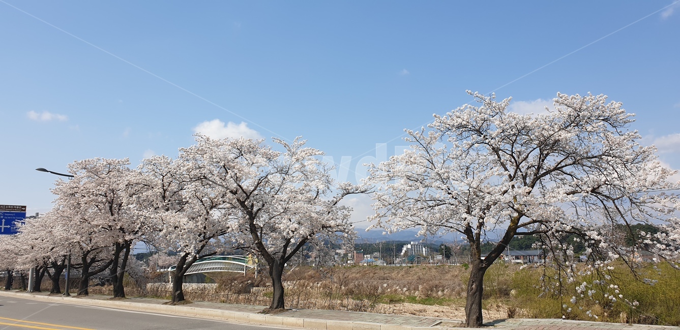 벗꽃,봄,사쿠라,나무,강릉,꽃나무,봄,계절,spring,season,plant,식물,blossom,꽃,flower