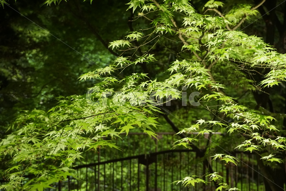 단풍,나무,밤,자연,봄,maple,tree,night,nature,spring,식물,자연,plants,nature