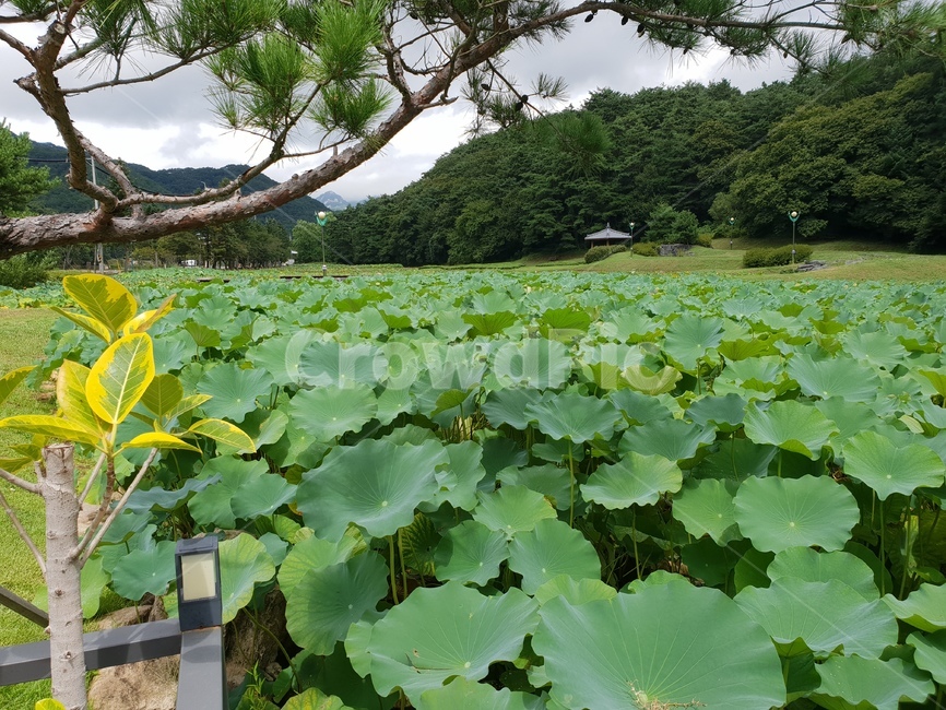 연꽃,꽃,수련,식물,lotusblossom,flower,연,수초,자연,풍경,nature,landscape,한국자연풍경,한국자연경관,korea nature landscape,plant