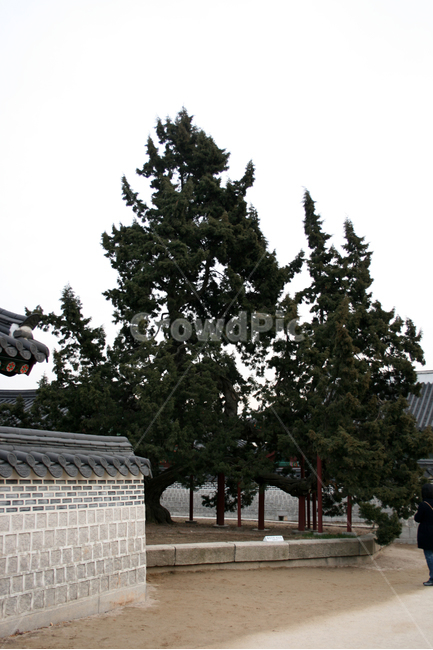 창덕궁,향나무,나무,궁궐,전통,한국,한국전통,한국문화,korean traditional,korean culture,랜드마크,landmark,tourist attraction,한국랜드마크,한국관광지,한국명소,korea landmark,korea tourist attraction