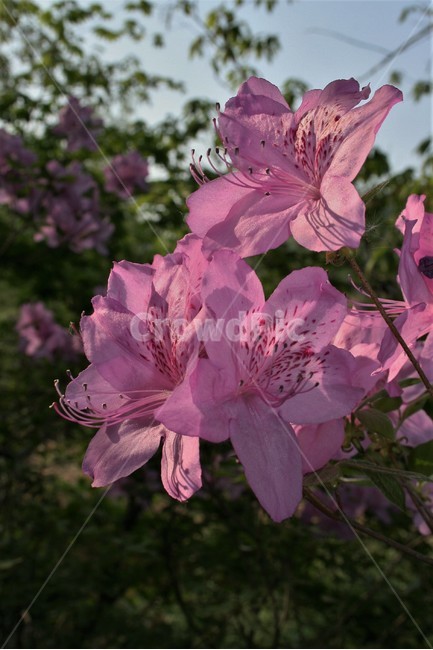산철쭉,진달래과,산철죽,낙엽활엽관목,야생화,식물,자연,식물,자연,plants,nature,꽃,flower