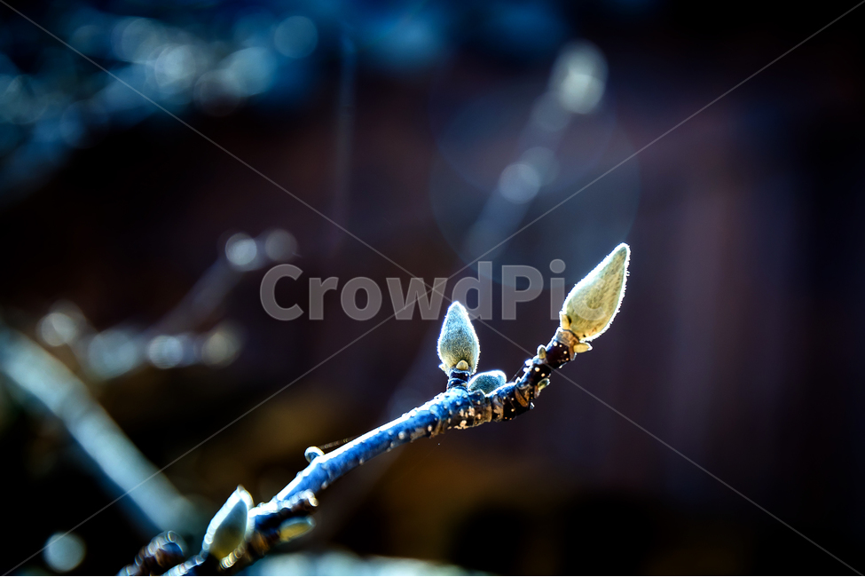 봄,목련,통도사,자장매,새싹,봄,계절,spring,season,식물,자연,plants,nature,droplet,작은 물방울