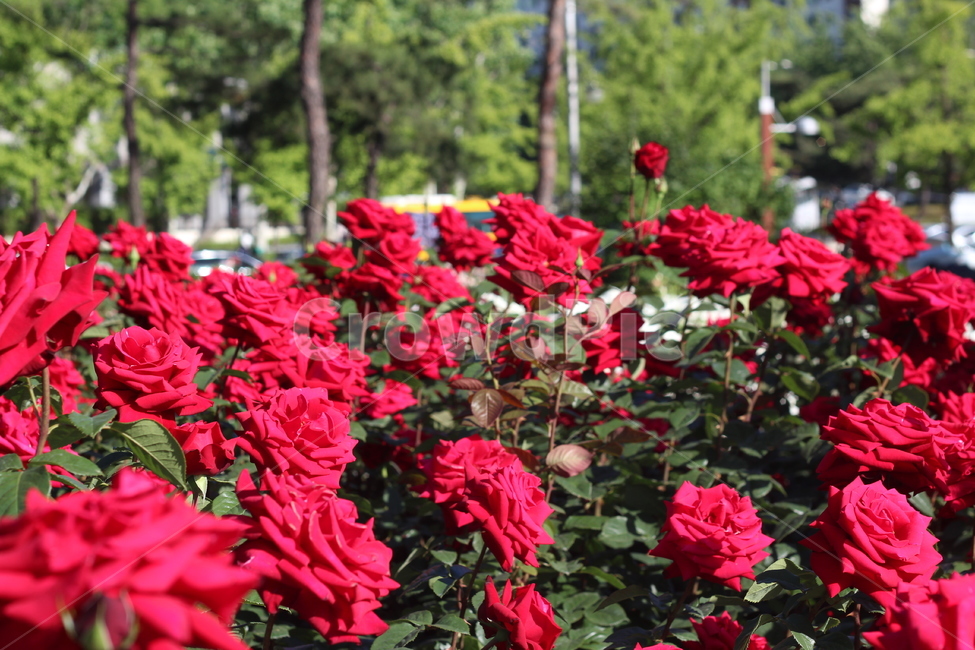장미축제,빨간장미,장미꽃,장미,꽃,rose,redrose,plant,flower,식물,아름다운,화려한,식물,자연,plants,nature,꽃,flower