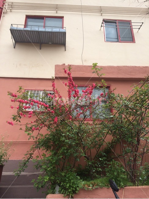 꽃,자연,식물,flower,nature
