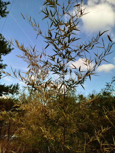 하늘,파란하늘,자연,옥외,구름,cloud,sky,nature,outdoor,대나무,식물